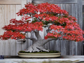 album 75 cây bonsai đẹp