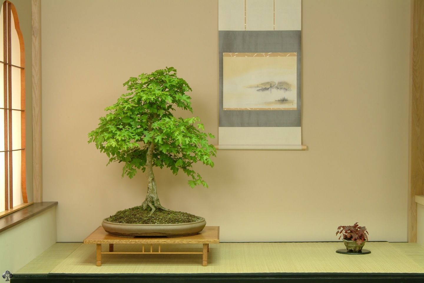 Cây cảnh bonsai và phong thủy