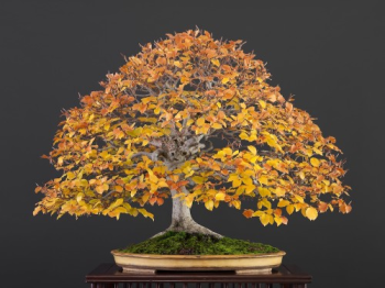 80 cây bonsai album cây cảnh đẹp