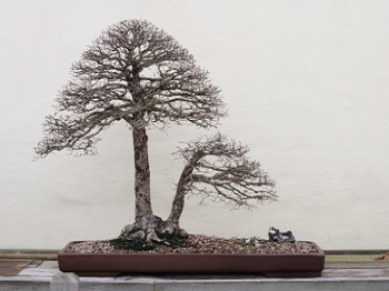 45 cây bonsai album cây cảnh đẹp