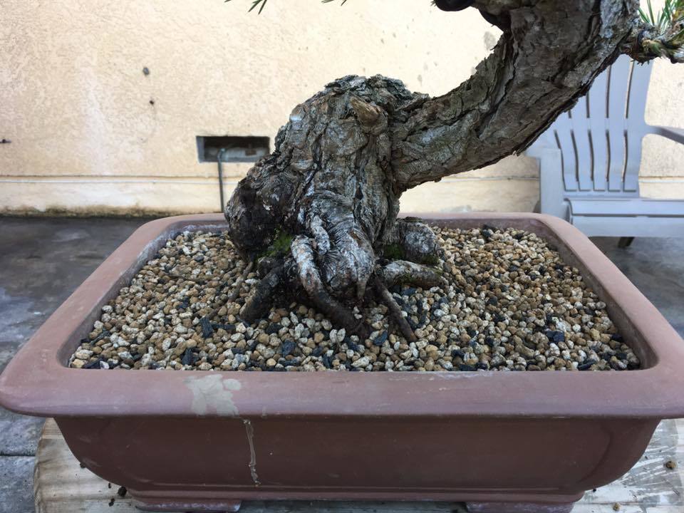 thay dat bonsai 16