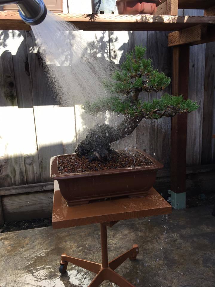 thay dat bonsai 17