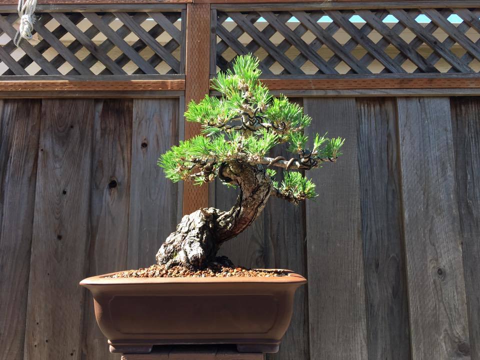 thay dat bonsai 19