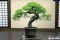 locxanh-bonsai-01 (5)
