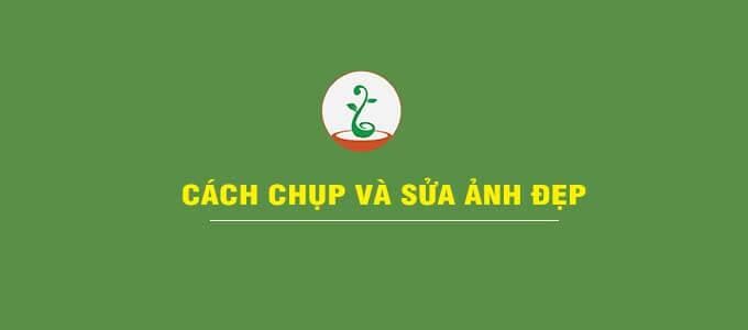 ảnh chụp cây cảnh đẹp