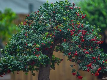 Hải Châu Bonsai đỉnh cao nghệ thuật cây cảnh