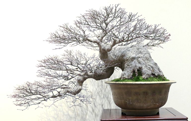  Ý nghĩa nghệ thuật cây cảnh Bonsai trong cuộc sống