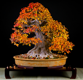 Album Bonsai 42 cây cảnh đẹp