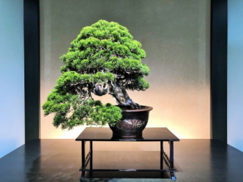 Album Bonsai 95 cây cảnh