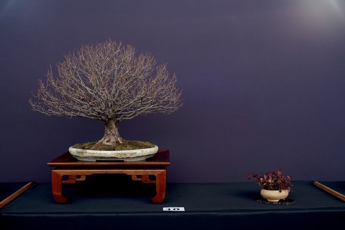 Triển lãm cây cảnh bonsai California năm 2022