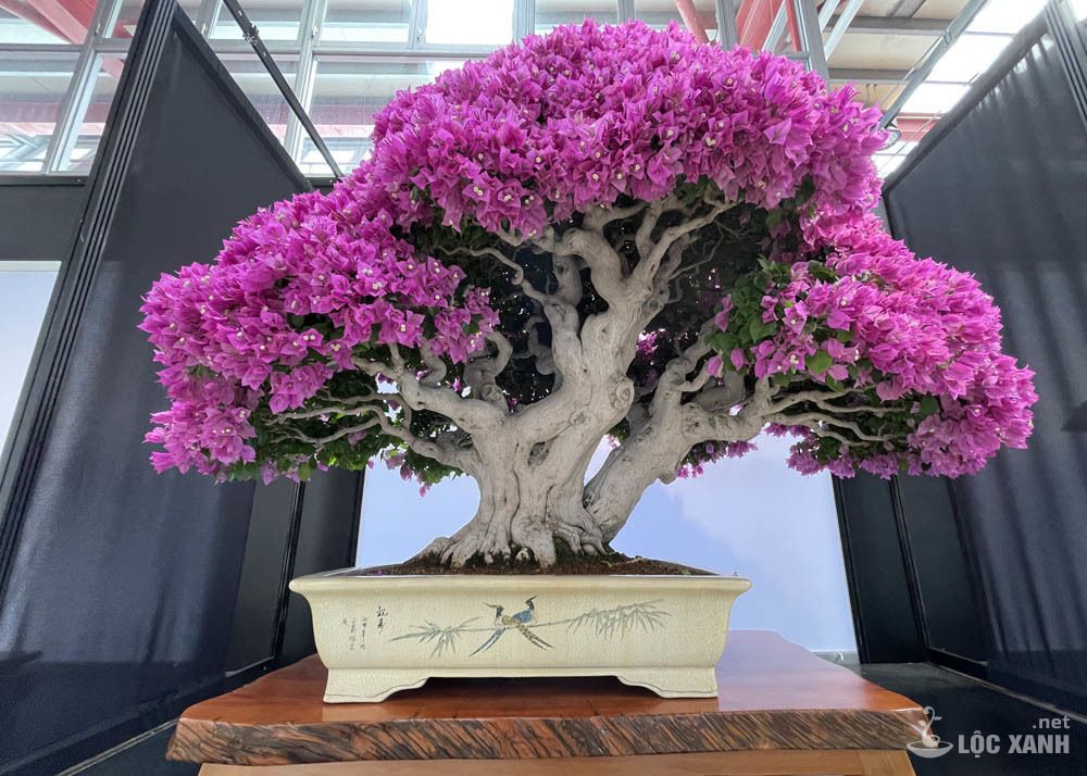 Triển Lãm Bonsai Tại Hong Kong 2022